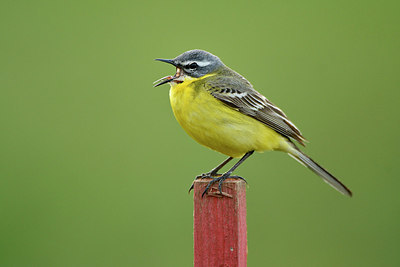BUITEN BEELD Foto: 372620