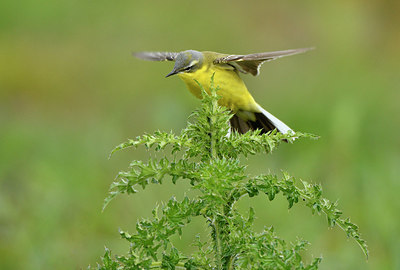 BUITEN BEELD Foto: 372629