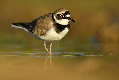BUITEN BEELD Foto: 372631