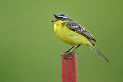 BUITEN BEELD Foto: 372634