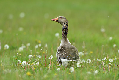BUITEN BEELD Foto: 372637