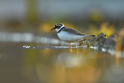 BUITEN BEELD Foto: 372639