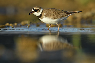 BUITEN BEELD Foto: 372642