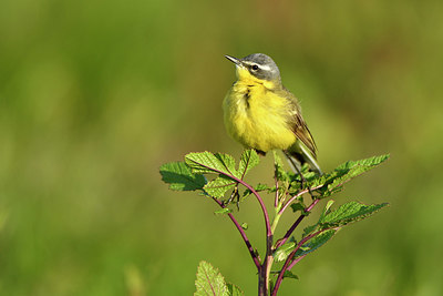BUITEN BEELD Foto: 372644