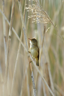 BUITEN BEELD Foto: 372650