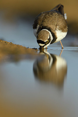 BUITEN BEELD Foto: 372653