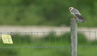 BUITEN BEELD Foto: 373294