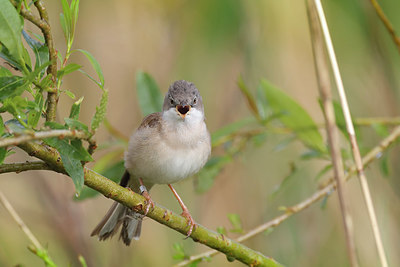 BUITEN BEELD Foto: 373652