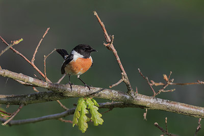 BUITEN BEELD Foto: 373654