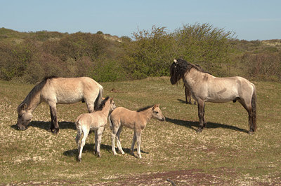 BUITEN BEELD Foto: 373768