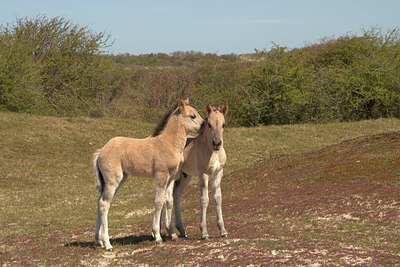 BUITEN BEELD Foto: 373771