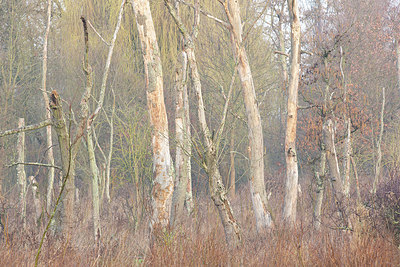 BUITEN BEELD Foto: 373826