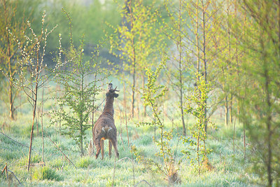 BUITEN BEELD Foto: 374048