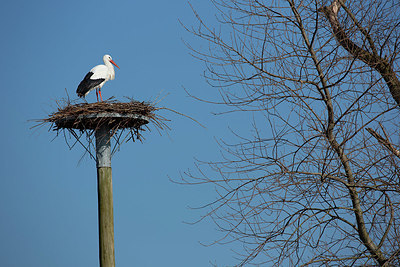 BUITEN BEELD Foto: 374088