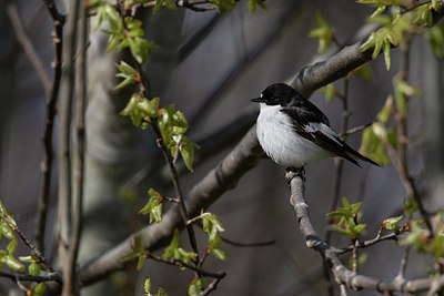 BUITEN BEELD Foto: 374215