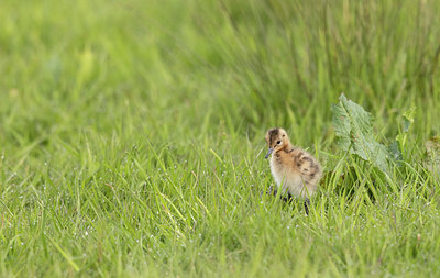 BUITEN BEELD Foto: 374257