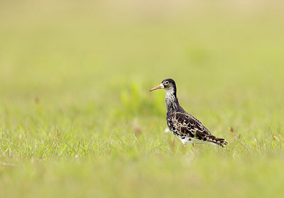 BUITEN BEELD Foto: 374264