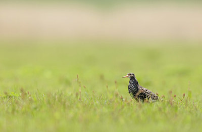 BUITEN BEELD Foto: 374268