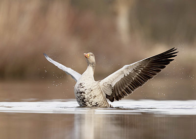 BUITEN BEELD Foto: 374287