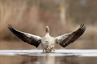 BUITEN BEELD Foto: 374288