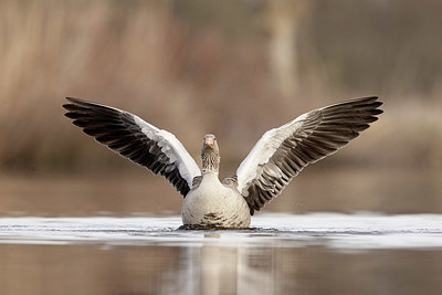 BUITEN BEELD Foto: 374290