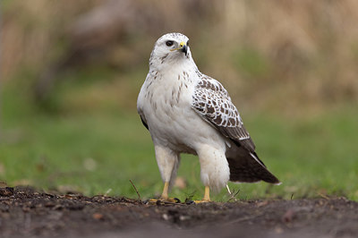 BUITEN BEELD Foto: 374311