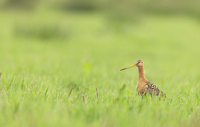 BUITEN BEELD Foto: 374379