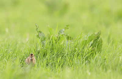 BUITEN BEELD Foto: 374380