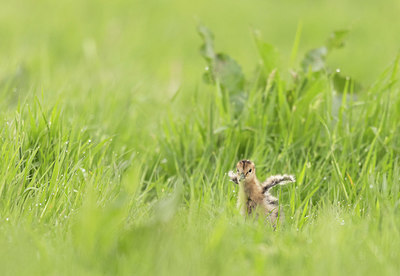 BUITEN BEELD Foto: 374381