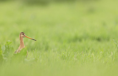 BUITEN BEELD Foto: 374382