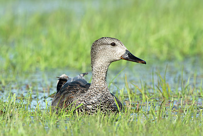 BUITEN BEELD Foto: 374397