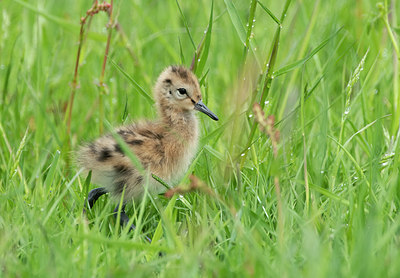 BUITEN BEELD Foto: 374409