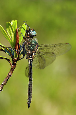 BUITEN BEELD Foto: 374441