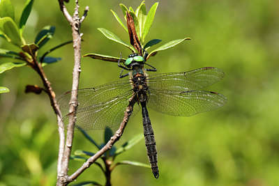 BUITEN BEELD Foto: 374442