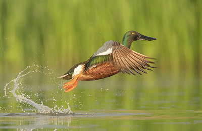 BUITEN BEELD Foto: 374529