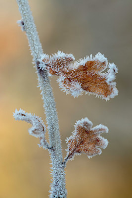 BUITEN BEELD Foto: 374566