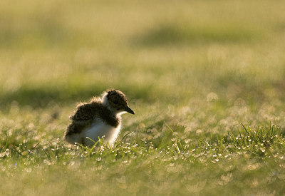 BUITEN BEELD Foto: 374674