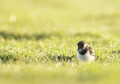 BUITEN BEELD Foto: 374675