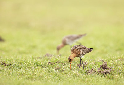 BUITEN BEELD Foto: 374705