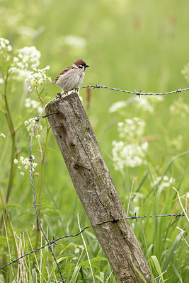 BUITEN BEELD Foto: 374708