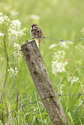 BUITEN BEELD Foto: 374709