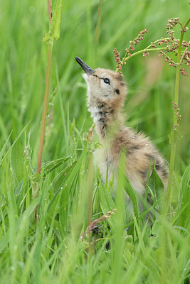 BUITEN BEELD Foto: 374711