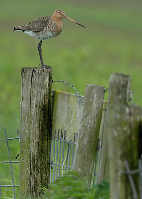 BUITEN BEELD Foto: 374714