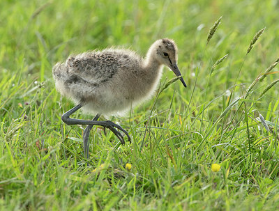 BUITEN BEELD Foto: 374718