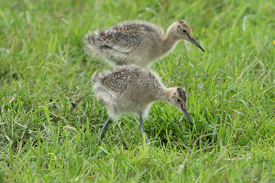 BUITEN BEELD Foto: 374720