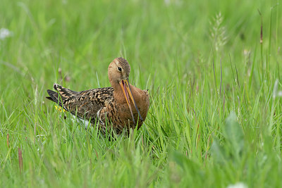 BUITEN BEELD Foto: 374786