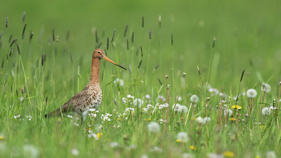 BUITEN BEELD Foto: 374789