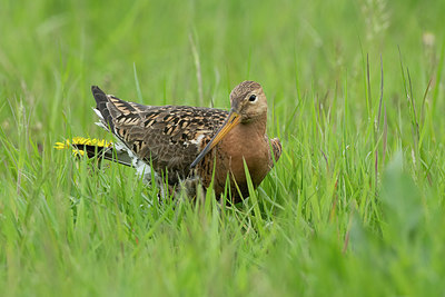 BUITEN BEELD Foto: 374790