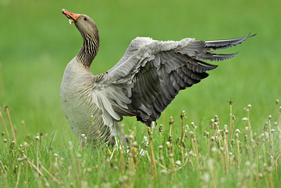 BUITEN BEELD Foto: 374795