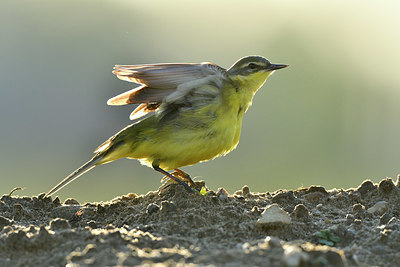 BUITEN BEELD Foto: 374798
